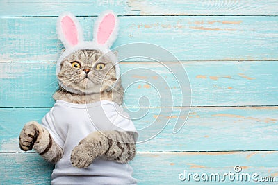Easter cat with rabbit ears. Banner, Easter screensaver for design Stock Photo