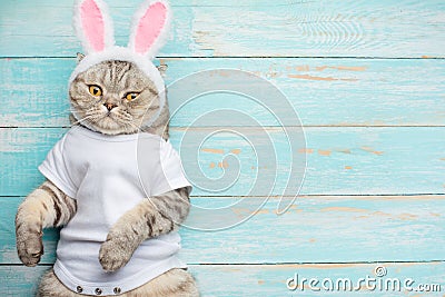 Easter cat with rabbit ears. Banner, Easter screensaver for design Stock Photo