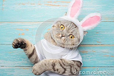 Easter cat with rabbit ears. Banner, Easter screensaver for design Stock Photo