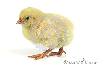 Easter chick Stock Photo