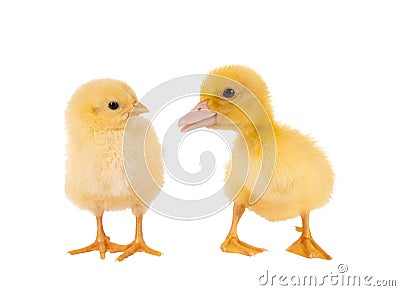 Easter chick and duckling Stock Photo