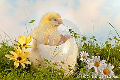 Easter chick in the garden Stock Photo