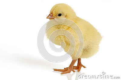 Easter chick isolated Stock Photo