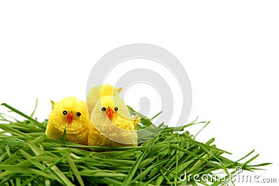 Easter chicken Stock Photo