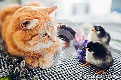 Easter chicken playing with kind cat. Little brave chicks walking by ginger cat among flowers and Easter eggs. Stock Photo