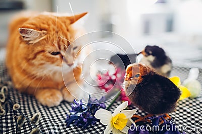 Easter chicken playing with kind cat. Little brave chicks walking by ginger cat among flowers and Easter eggs Stock Photo