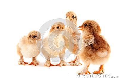 Easter chicks Stock Photo