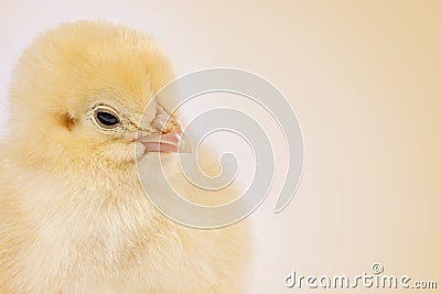 Easter chicks on clear beige background Stock Photo