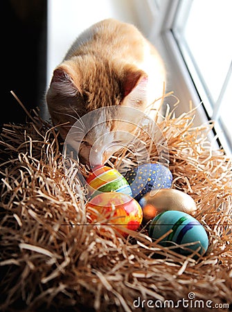 Easter colorful eggs in the nest and a ginger cat. Stock Photo