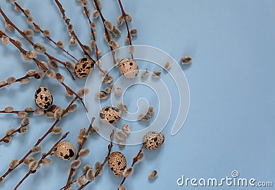 Branches of spring flowering willow and quail eggs on a blue background. Easter. Stock Photo