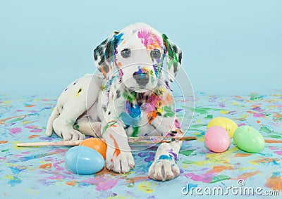 Easter Dalmatian Puppy Stock Photo