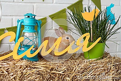 Easter decor and rabbit Stock Photo