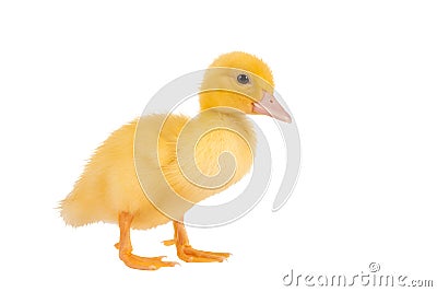 Easter duckling Stock Photo