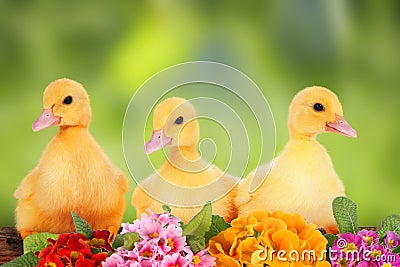 Easter ducklings Stock Photo