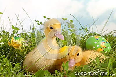 Easter ducklings in grass Stock Photo