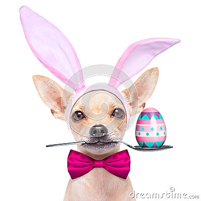 Easter egg bunny dog Stock Photo