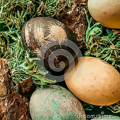 Easter eggs blck yellow and green in moss and pine shreddings Stock Photo