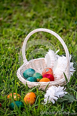 Easter eggs and mums in wicker basket Stock Photo