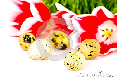 Easter eggs with red tulips Stock Photo