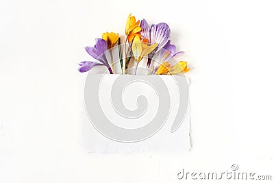 Easter floral composition. Yellow and violet crocuses flowers and blank paper card on white wooden background. Spring Stock Photo