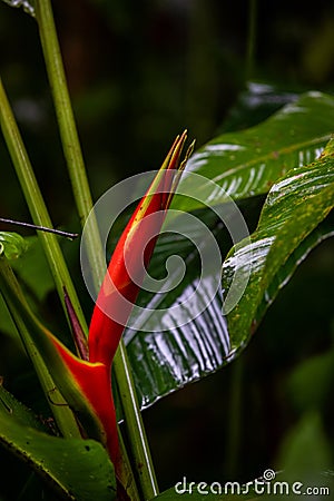 Easter Heliocona Heliconia Wagneriana tropical plants Stock Photo