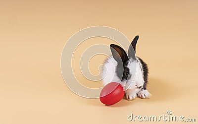 Easter holiday and baby bunny concept. Newborn black and white rabbit sitting with red paint easter eggs over isolated pastel Stock Photo