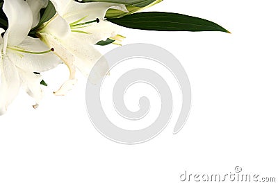 Easter lilies Stock Photo