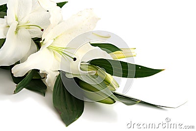 Easter lilies Stock Photo