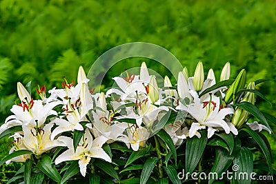 Easter Lilies and Ferns in a Lush Green Garden Stock Photo