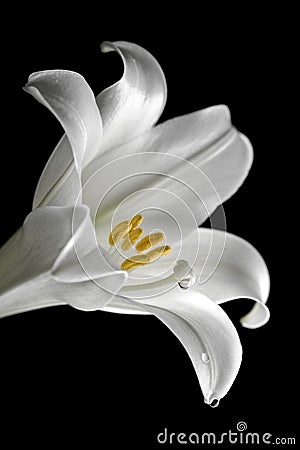 Easter lilly Stock Photo