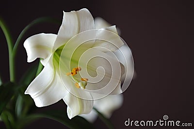 Easter Lilly Stock Photo