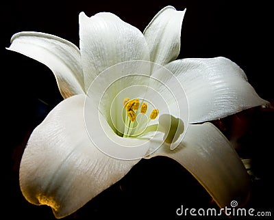 Easter Lilly Stock Photo