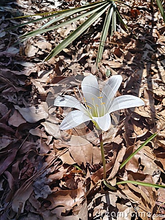 Easter Lilly Stock Photo