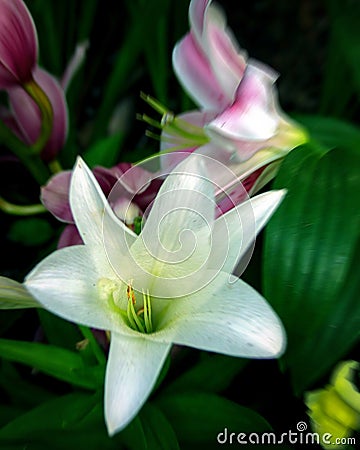 Easter lilly Stock Photo