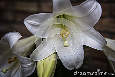 Easter Lilly Stock Photo