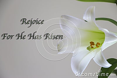 A Pure White Easter Lilly on a Grey bBackground with He Has Risen Stock Photo