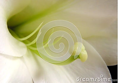 Easter Lily Stock Photo