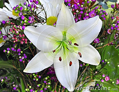 Easter Lily Stock Photo