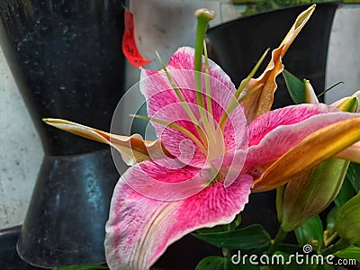 an easter lily has a crown that blooms bright pink Stock Photo