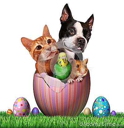 Easter Pets Stock Photo