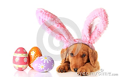 Easter puppy Stock Photo