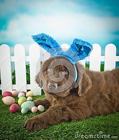 Easter Puppy Stock Photo