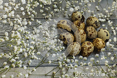 Easter quail eggs in small nest. Grey wooden background with flowers. Quail eggs for catholic and orthodox easter holiday Stock Photo