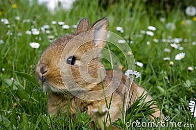 Easter Rabbit Stock Photo