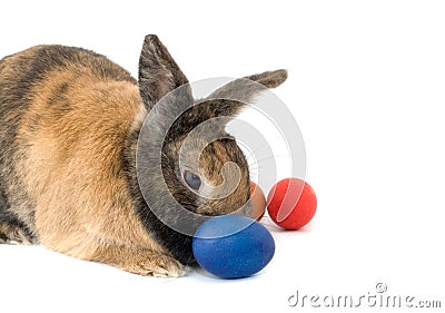 Easter rabbit Stock Photo