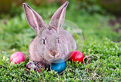 Easter rabbit and Easter eggs Stock Photo