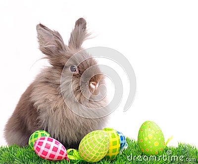 Easter Rabbit with eggs Stock Photo