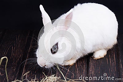 Easter rabbit sits Stock Photo