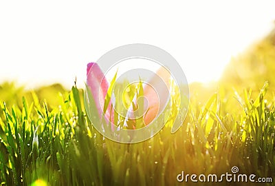 Easter scene with a pair of pink Bunny ears sticking out of the lush green grass drenched in the Sunny Stock Photo