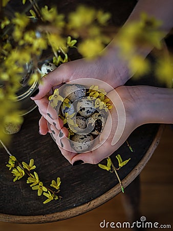 Easter scene with young woman hands holding quail eggs and blurred yellow blooms Stock Photo